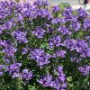 Nemesia Nesia Denim 4.5" - Image 2